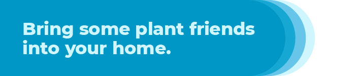 Bring some plant friends into your home.