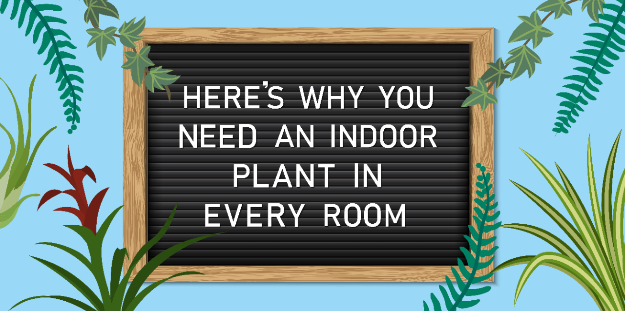 Here’s why you need an indoor plant in every room