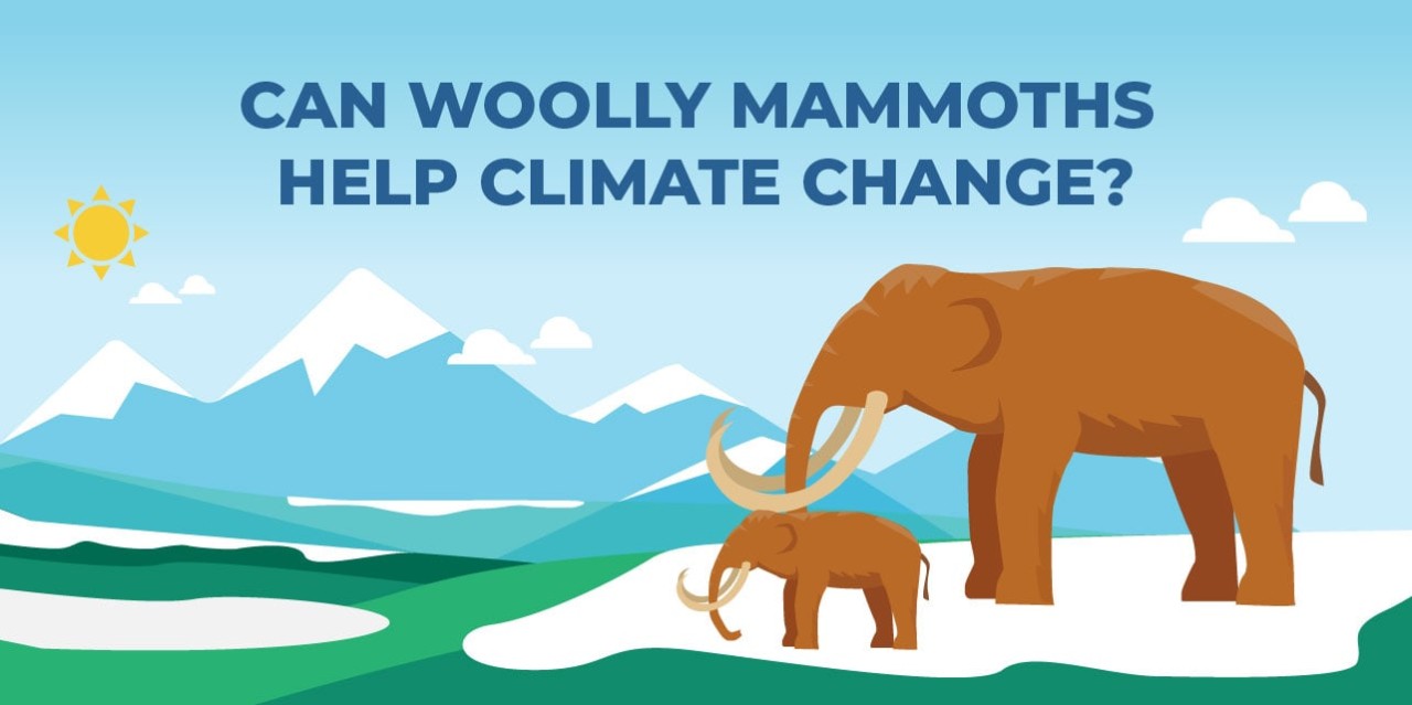 Illustration of two woolly mammoths. Can woolly mammoths help climate change?